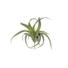 Artificial green air plant stem with curved green leaves & soil-insert pick