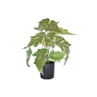 Artificial begonia plant with variegated green leaves in a black plastic pot