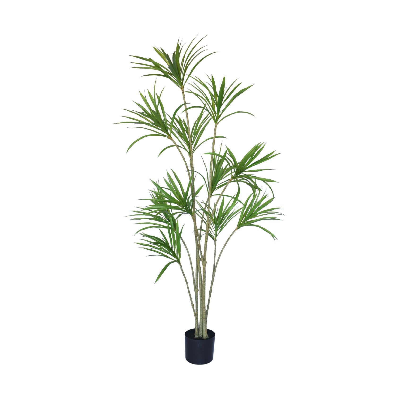 Tall artificial dragon plant in black pot against white background