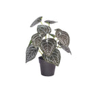 Artificial anthurium with green leaves and white veining in a black plastic pot
