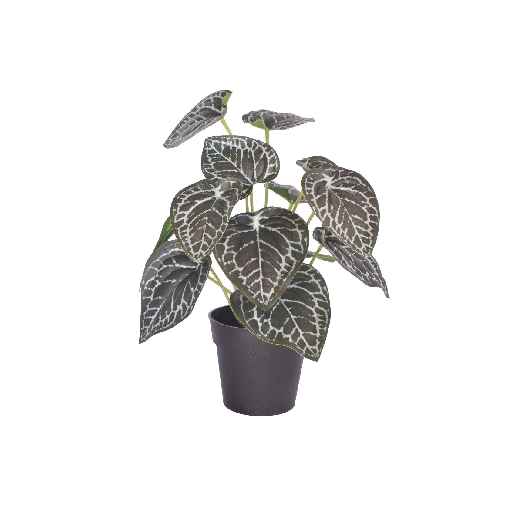 Artificial anthurium with green leaves and white veining in a black plastic pot