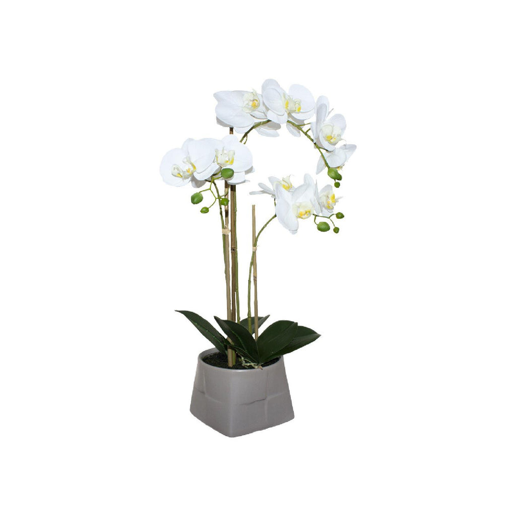 Potted white orchid in beige planter