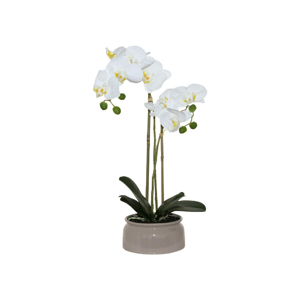 White orchid in round beige pot