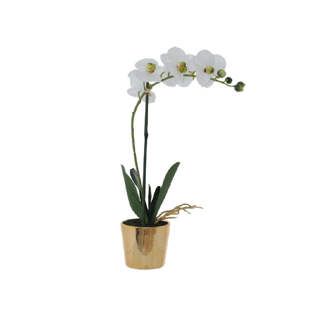 White orchid in gold pot