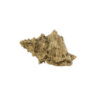 Gold poly stone conch shell