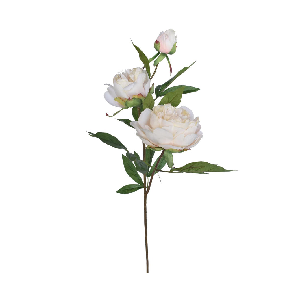 Multi-blossom white peony stem