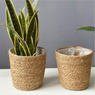 Two natural woven seagrass baskets with a snake plant
