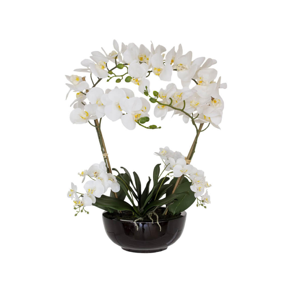 White orchid in black ceramic pot