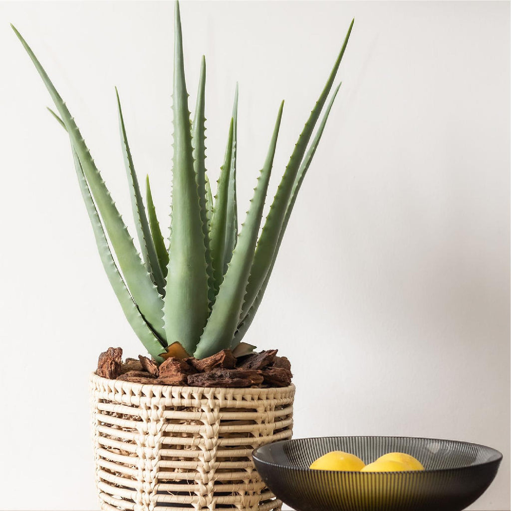 Artificial aloe vera plant styled